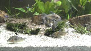 Corydoras Reticulated Reticulatus Tropical Fish Catfish [upl. by Arawaj846]