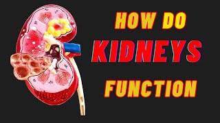 Unraveling the Fascinating World of Kidney Function Renal Physiology [upl. by Normi]