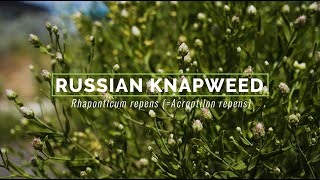 Russian Knapweed [upl. by Inalan]