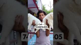 Spitz puppies for sale in delhi ncr song hindisong bollywood [upl. by Htirehc]