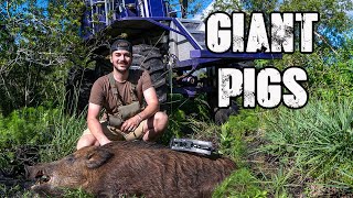 Bowhunting for MONSTER PIGS From A SWAMP BUGGY [upl. by Anahsohs]