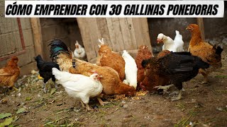 30 gallinas ponedora como emprender un negocio de la venta de huevos [upl. by Zurkow]