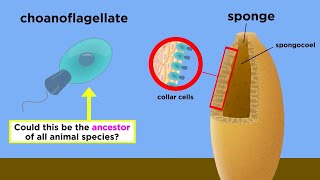 Endosymbiosis Choanoflagellates and the Origin of Animal Life [upl. by Ellon152]