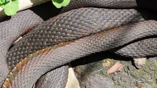 common watersnakes multiple mating [upl. by Anayit]