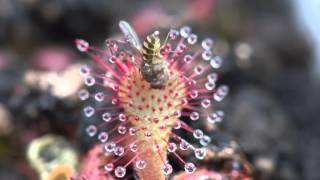 Sundew Carnivorous Plant Eating Fly 4K Timelapse [upl. by Eicart970]