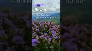 Kurinji Flowers bloom once in 12 years somewhere near Tamil Nadu Kerala Border kurinji [upl. by Eciryt]