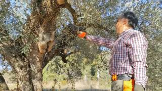 Curso de poda y manejo del olivar en Segorbe Castellón Olivo casi milenario I [upl. by Atnauq554]