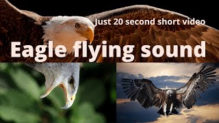 Bald eagle flying sound  Eagle flying sound [upl. by Lemay]