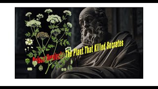 Poison Hemlock The Plant That Killed Socrates  Most toxic and poisonous tree [upl. by Anerahs]