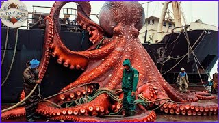 How Giant Octopus Processing in Factory for Luxury Premium Cuisine  Processing Factory [upl. by Leamaj322]