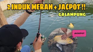 2 INDUK MERAH  JACKPOT BERHASIL DI AMANKAN   GALAMPUNG [upl. by Euqinamod]