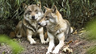 facts about wolves wolf factsfacts about wolf wolves facts interesting facts about wolves [upl. by Fenny]