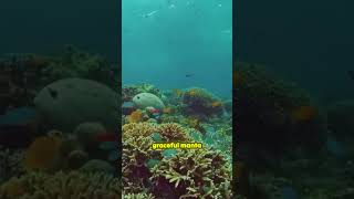 Dive into the Spectacular Underwater World of Fiji 🌊🐠 underwater explore youtubeshorts [upl. by Oira]