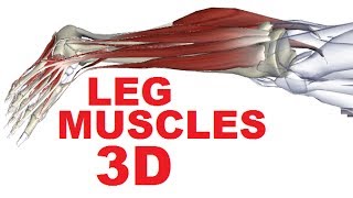 Muscles of the Leg Anatomy Part 4  Lateral Compartment [upl. by Bernardo]