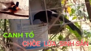 Chim chòe lửa sinh sản canh tổ đạp mái tiếng kêu kích chim căng lửa Thú vui nuôi chim sinh sản [upl. by Nalro130]