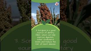 Sorghum’s Top 5 Benefits 🥰 sorghum [upl. by Adachi]