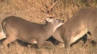 South Texas Whitetail Deer Fight [upl. by Michigan]