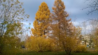 20231007 Deep warm autumn 14C Bratsk Siberia Russia [upl. by Anyzratak]