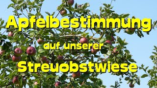 Apfelbestimmung auf unserer Streuobstwiese [upl. by Mireille]