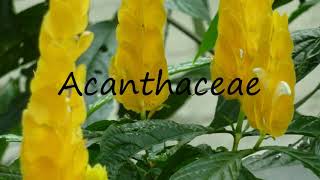 How to Pronounce Acanthaceae [upl. by Jolynn163]