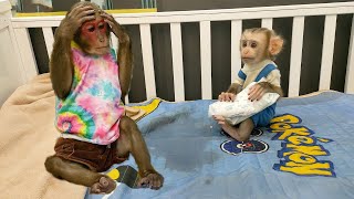 Smart Baby Monkey ask Kobi for changing diaper but Kobi so funny [upl. by Hutner]