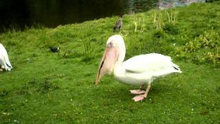 Pelican Eats Pigeon [upl. by Buxton]