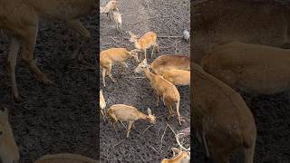 ANTELOPES Feeding at Saigon Zoo antelope saigonzoo shorts [upl. by Nnahtebazile]