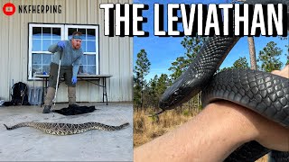 We Found the Biggest Rattlesnake Ive EVER SeenEastern Indigo Snake Survey [upl. by Llerrehc]