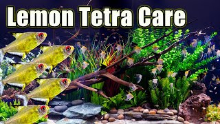 Heres Why The Lemon Tetra is Cool Care and Breeding [upl. by Airlia]