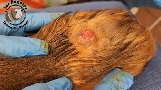 Pimple Removal on my Guinea Pig [upl. by Eivla]