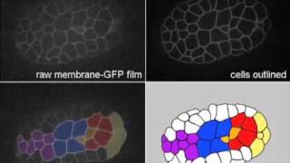 C elegans gastrulation [upl. by Notselrahc]