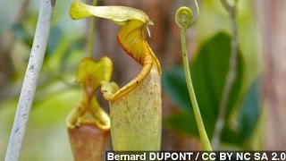 How Carnivorous Pitcher Plants Trap Their Prey [upl. by Gould]