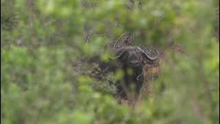 Big dagga boy cape buffalo [upl. by Giverin]