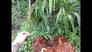 Cycas panzhihuaensis in a Temperate Garden  Canada [upl. by Enelyad]