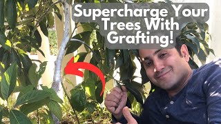 This Grafting Technique Can Make Your Tree Grow Faster and Stronger [upl. by Labina]