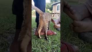 Miyaa cat africancommunity africa viralvideo catsfamily [upl. by Landing864]