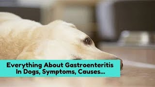 Everything About Gastroenteritis In Dogs Symptoms Causes and Recommendations [upl. by Ainnos]