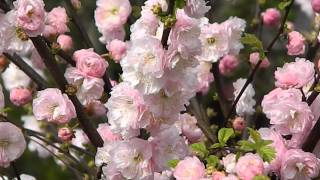 Prunus triloba [upl. by Adrianne429]