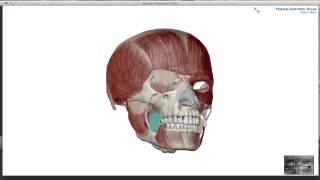 Muscles of Mastication [upl. by Wagshul309]