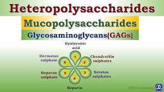 6 Heteropolysaccharides Glycosaminoglycans Carbohydrates Chemistry  Biochemistry [upl. by Farris722]