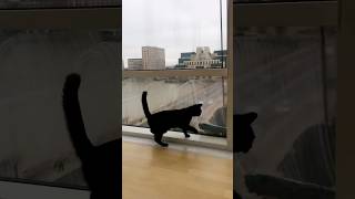 Adorable Kittens 😻  Hilarious Cat Videos [upl. by Zerk]