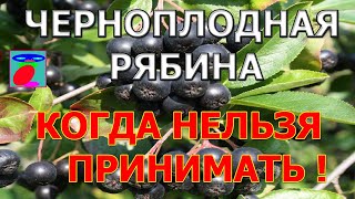 Черноплодная рябина польза и вред Полезные свойства и противопоказания [upl. by Ilysa]