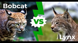 Bobcat vs lynx 4 Key Differences Explained [upl. by Iden99]