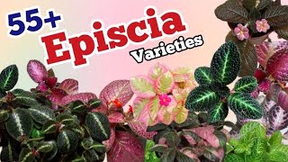 55 Episcia varieties Episcia identification  Pinkish Paradise [upl. by Gorden]