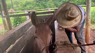 Domando o burro diamante 🤠 Mutano tá ficando firme na doma 🤭 doma domador [upl. by Poliard]