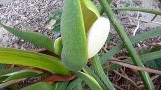 Philodendron Selloum Spathe [upl. by Sprage]