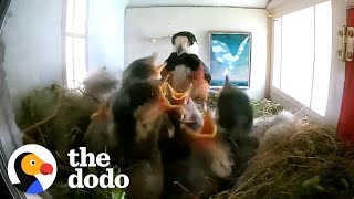 Bird Couple Makes The Most Amazing Home For Their Kids  The Dodo [upl. by Nnylram]