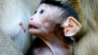 Amazing Newborn baby George got milk from mom Gladdis Adorable baby monkey 2019 [upl. by Legna506]