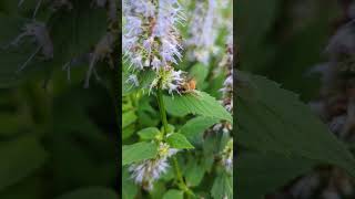 Bees in Agastache [upl. by Ruthy]