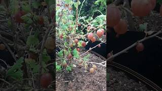 Gooseberries almost ready [upl. by Eatnoid]